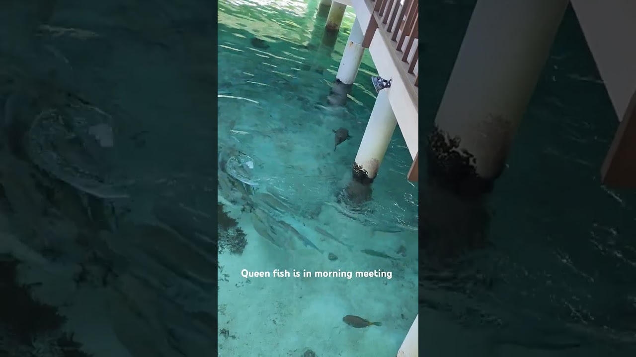 Fish fun 🐠