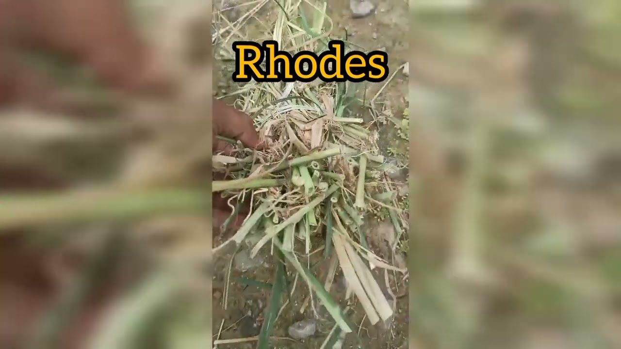 Rhodes Grass multicut #rhodesgrass 9600026269