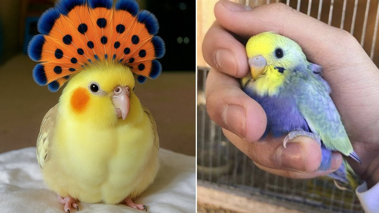 Smart And Funny Parrots Parrot Talking Videos Compilation (2025) - Cute Birds #49