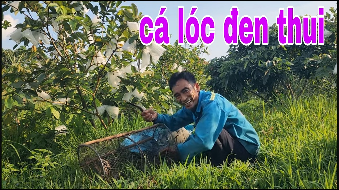 Thăm Lờ Cá Lóc Lúc Mùa Nắng Nóng , Cá Lóc Cá Trê Con Nào Con Nấy Đen Thui # SĂN BẮT ĐỒNG THÁP #