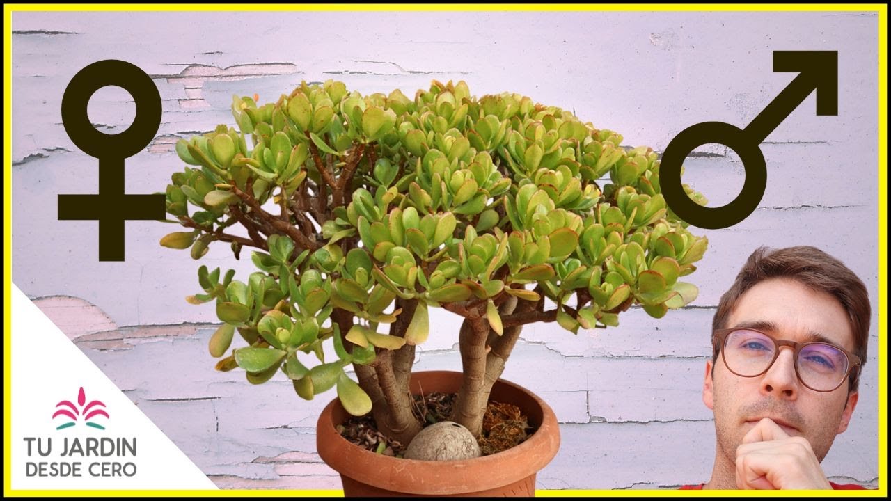 🤔 &iquest;Hay &Aacute;rbol de Jade Macho y Hembra? 😱 &iquest;Son 2 ESPECIES DIFERENTES? | Tu Jard&iacute;n desde Cero