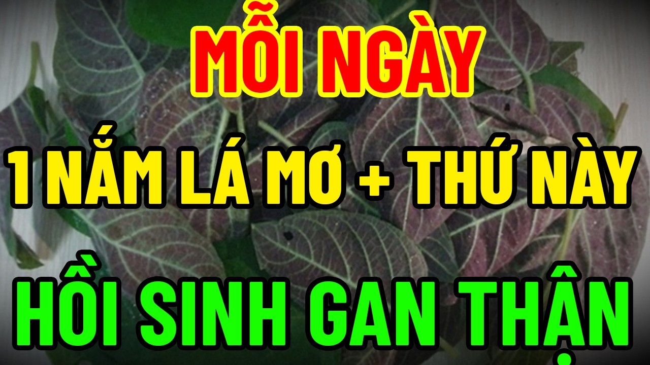 Mỗi Ngày 1 Nắm Lá Mơ – Hỗ Trợ Gan Thận, Giảm Nóng Trong, Dễ Ngủ Hơn