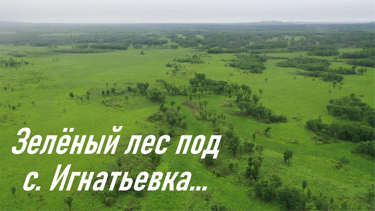 Зеленый лес возле с. Игнатьевка в Пожарском районе, архив 2019 г.