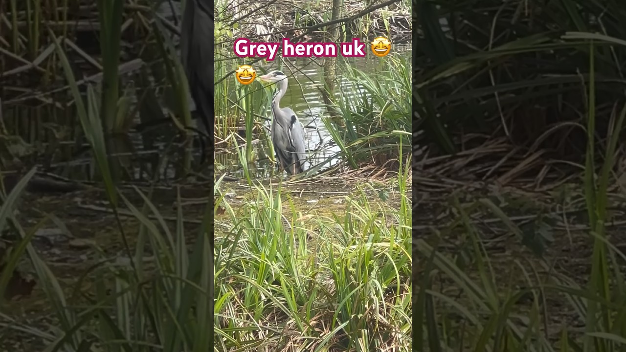 Wow soo Beautiful Grey Heron UK, Farnborough🦢🦢🥰|#entertainment |#ducks |#duckhunting
