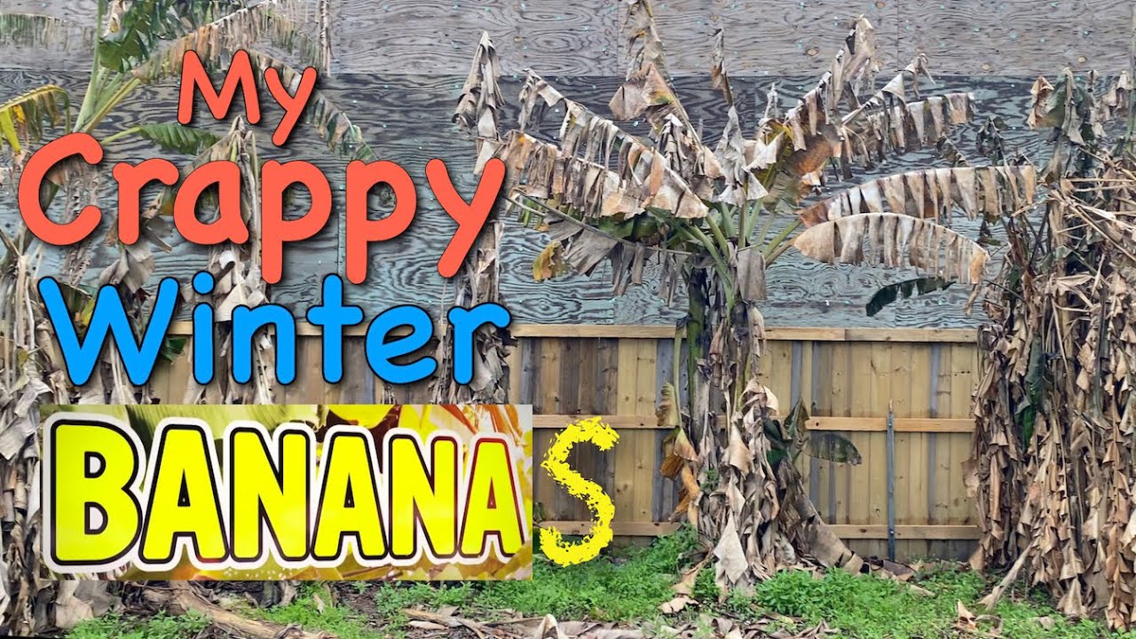 "They Look  so Crappy"  Banana Plant Winter Video Update