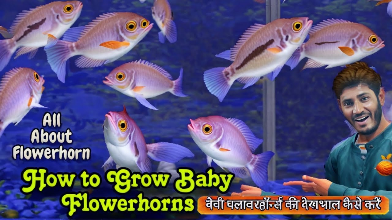 How to groom Baby Flowerhorns, How to Care baby flowerhorns