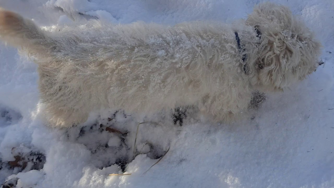 Sealyham terriers working