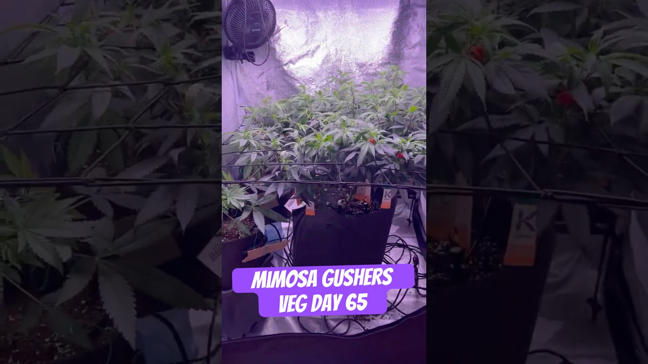 Mimosa Gushers Strain VEG Day 65 XXL LST Scrog  #420 #seedtoharvest #crazybud