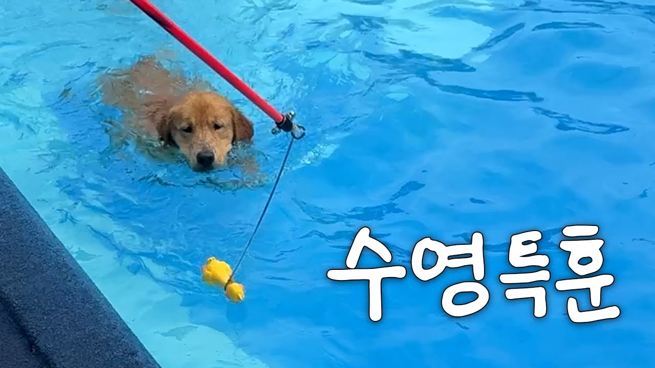 리트리버가 수영훈련을 하는 이유 (골든리트리버 우디)
