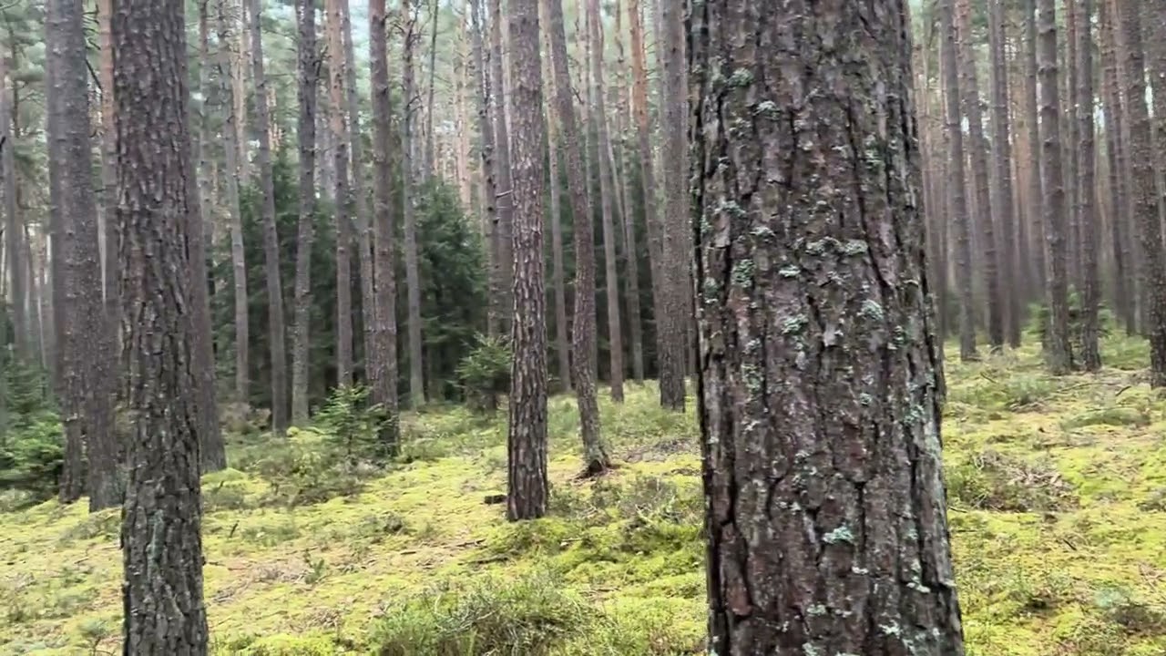 A Walk Through the Forest 🌲 Late Afternoon