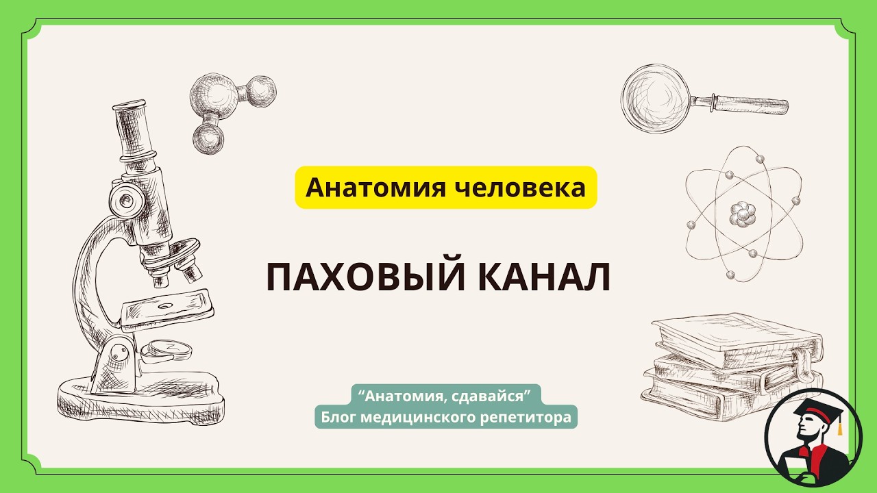 Паховый канал: понимаем за 5 минут и запоминаем навсегда! #анатомия #топография #мышцы
