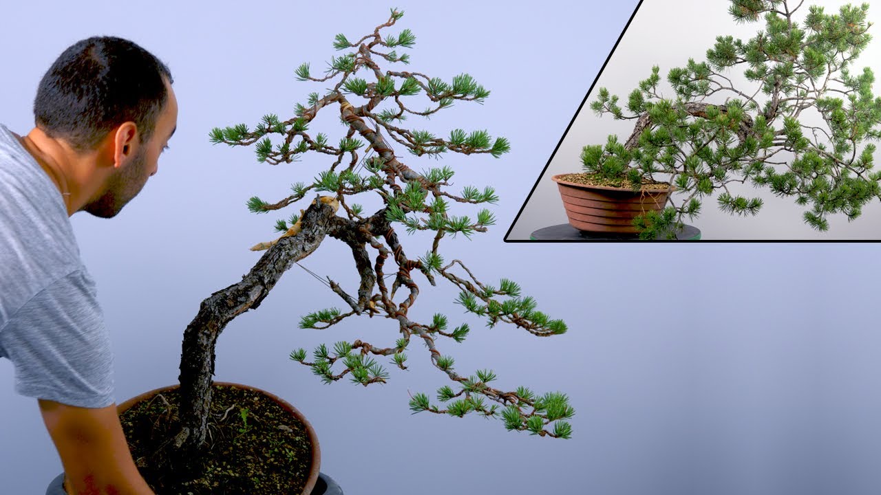 1ère mise en forme d'un PIN SYLVESTRE Yamadori Bonsaï 🌳AFDB🌳