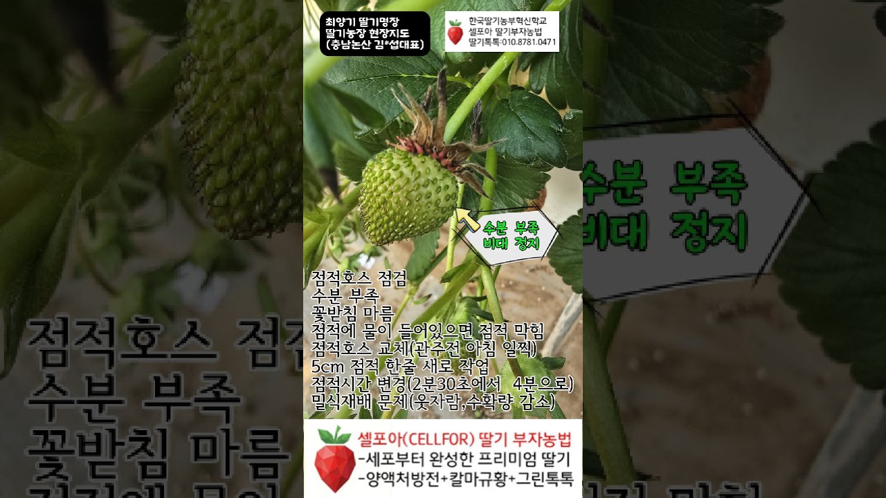 딸기 다수확, 지금은 점적호스 점검하고 확인할때!!!(최양기딸기명장:충남논산 김*섭대표)