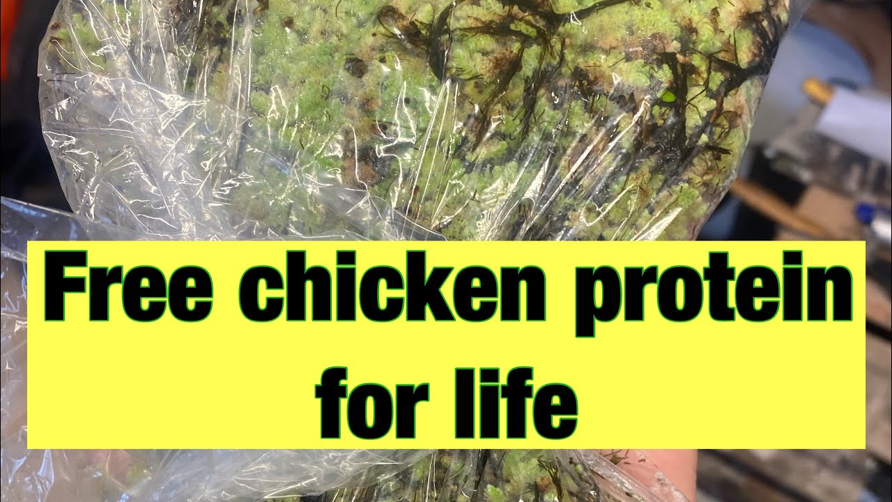 Free chicken food protein for life &pound;20 upfront cost azolla duck weed