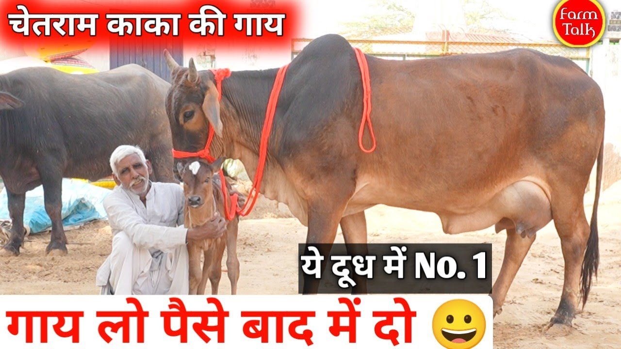 चेतराम काका की गाय ✨ Cash on Delivery 🚚 7 Sahiwal Rathi Tharparkar Haryanvi Cow 🐮  Free Transport 