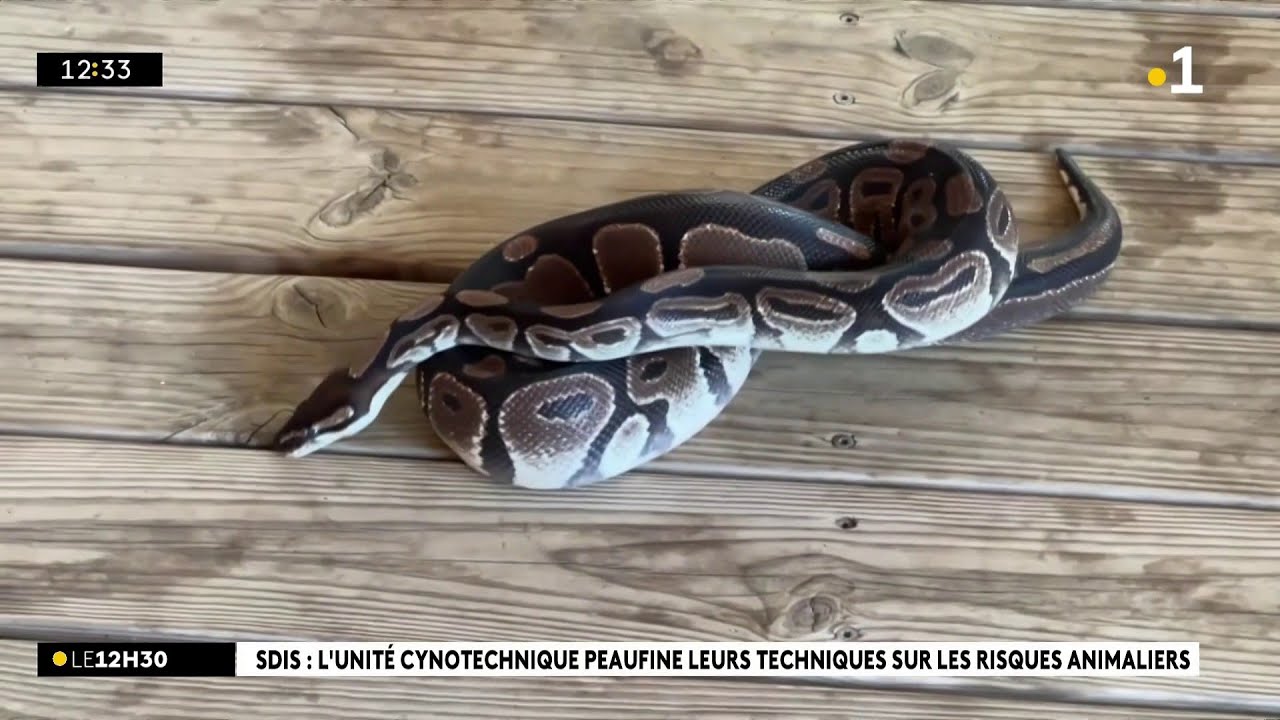 Boas, pythons, iguanes : les pompiers de l'île sont formés aux risques animaliers