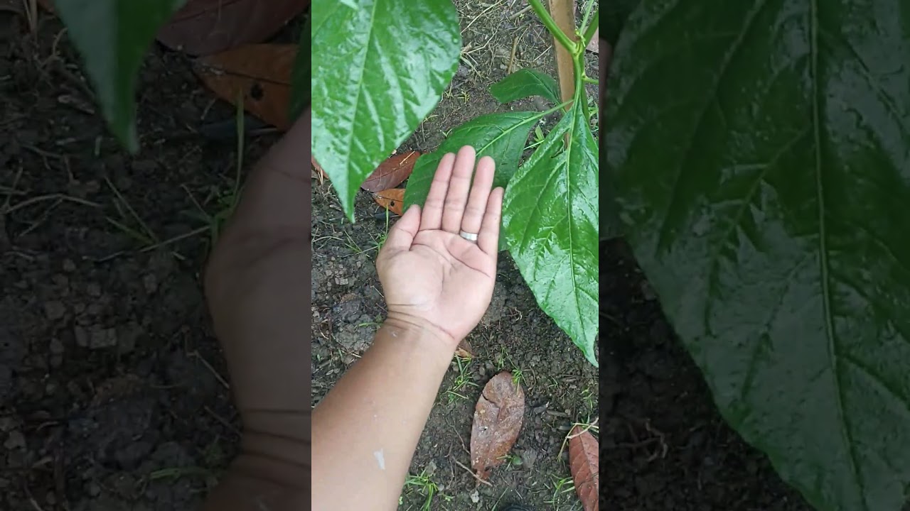 perawatan Cabe Kaliber