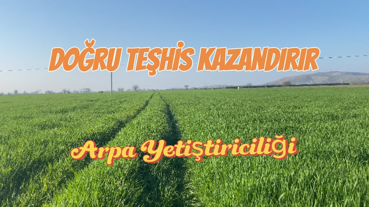 DOĞRU TEŞHİS ve UYGULAMA HER ZAMAN KAZANDIRIR🌾ARPA KONTROLLERİ | ARPA YETİŞTİRİCİLİĞİ #arpa #tarım