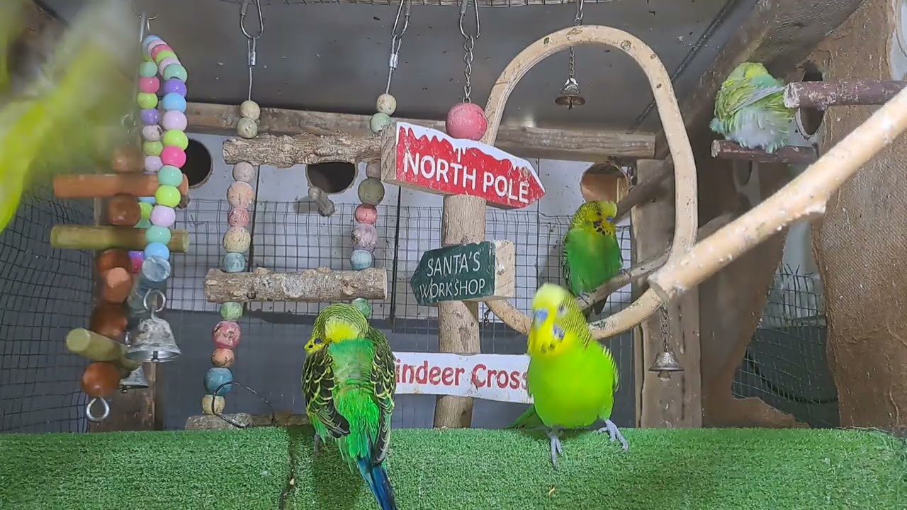 “Guess what he just said!? 🤯🦜 #ViralVideo”