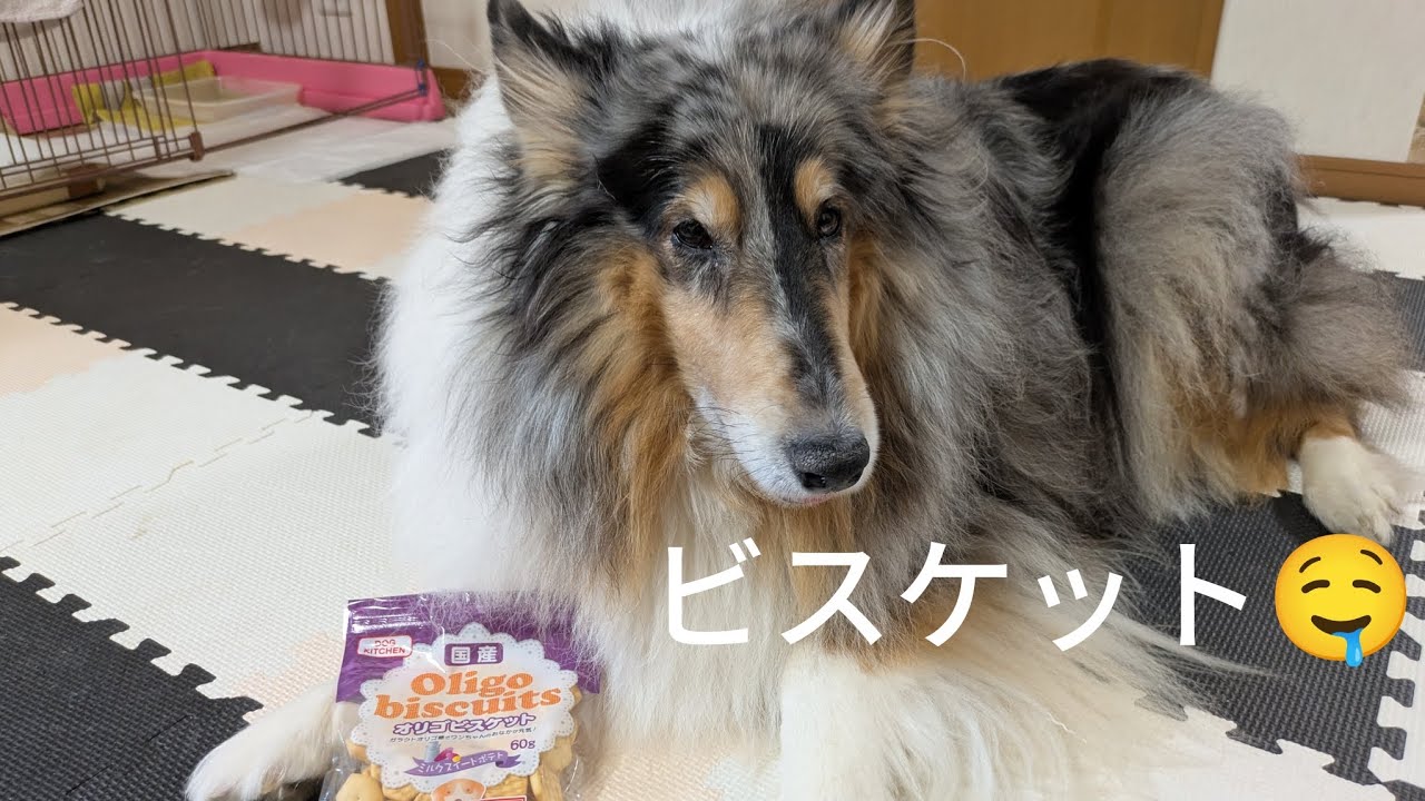 オリゴビスケット🍪