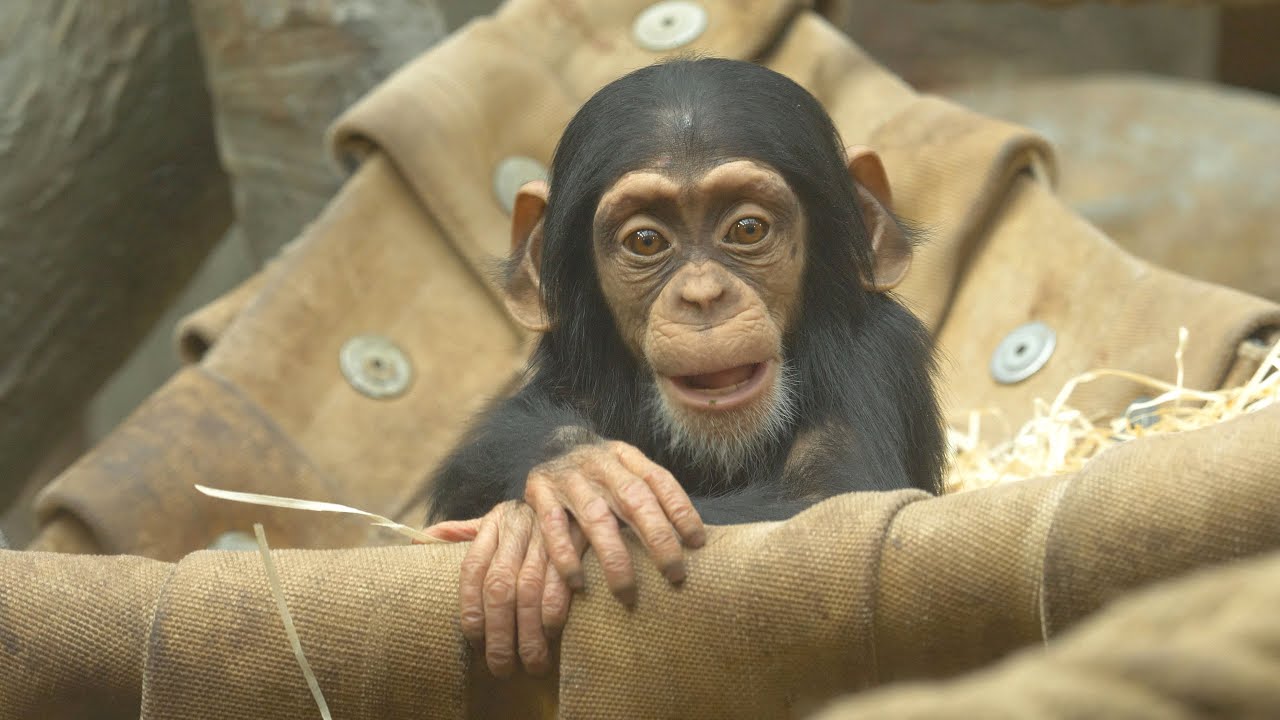 Evropský chov šimpanzů nově řídí Zoo Ostrava