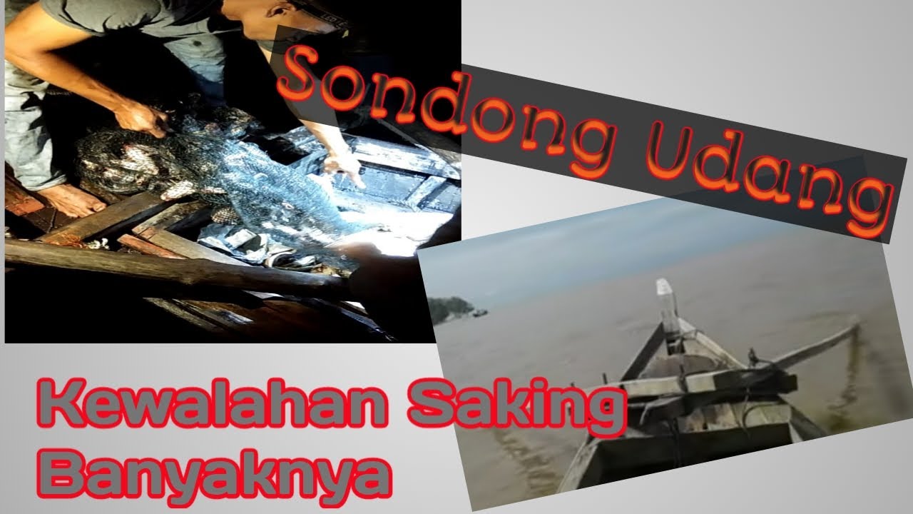 Sondong Udang | Malam Hari Ribuan ekor ikan yang terperangkap