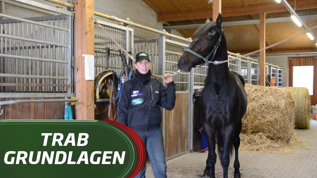 Trab Grundlagen#1 Der Traber