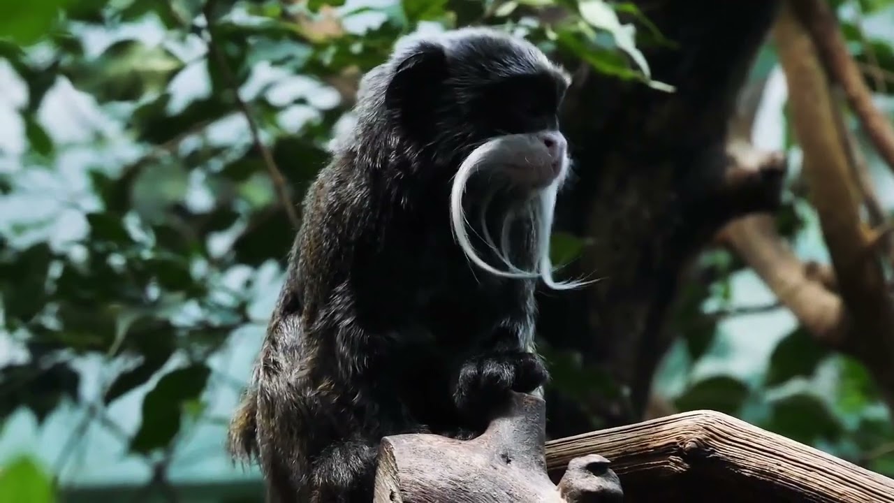 The 10 Most Friendly (Best) Wild Animals In the World