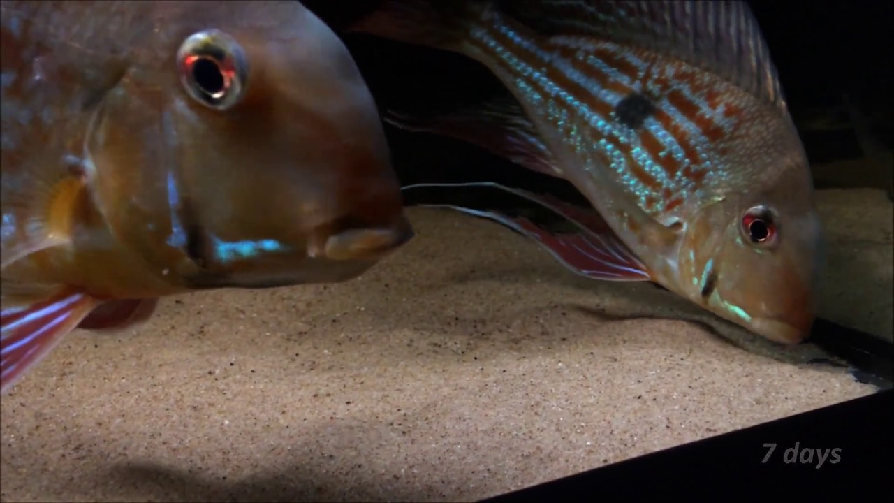Geophagus winemilleri fry from 0 to 80 days