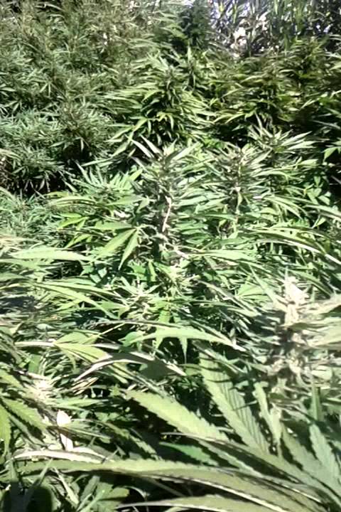 Outdoor california grow