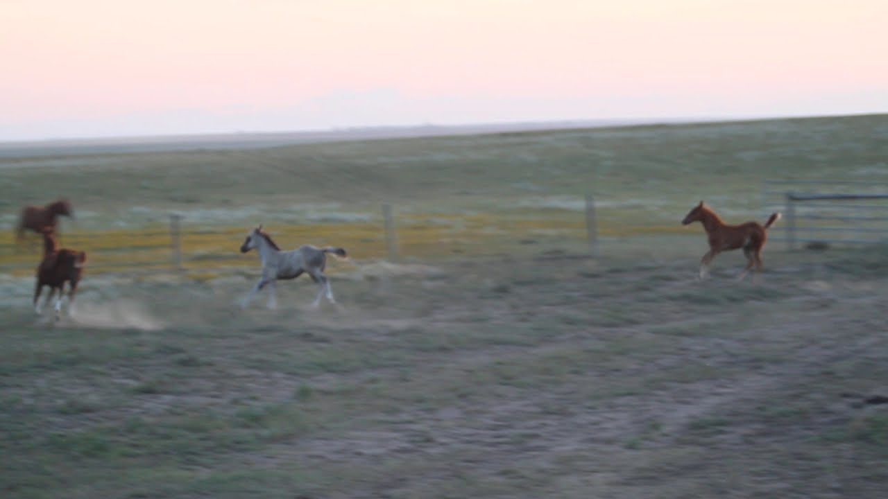 Fleetwood foals, running and playing!