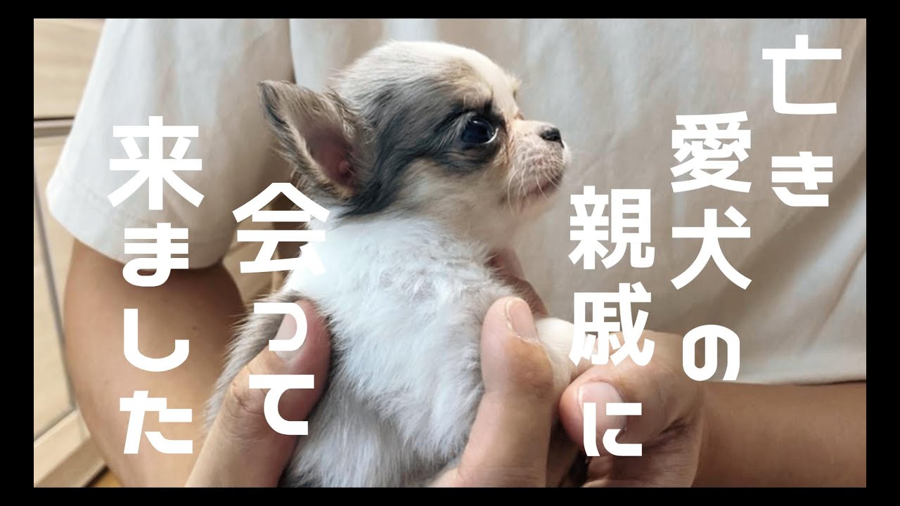 虹の橋を渡った愛犬の家族に会うためお里へ行ってきました