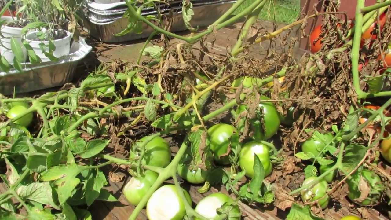 60 Seconds or Sow: What is Tomato 'Sunscald' - The Rusted Garden 2013