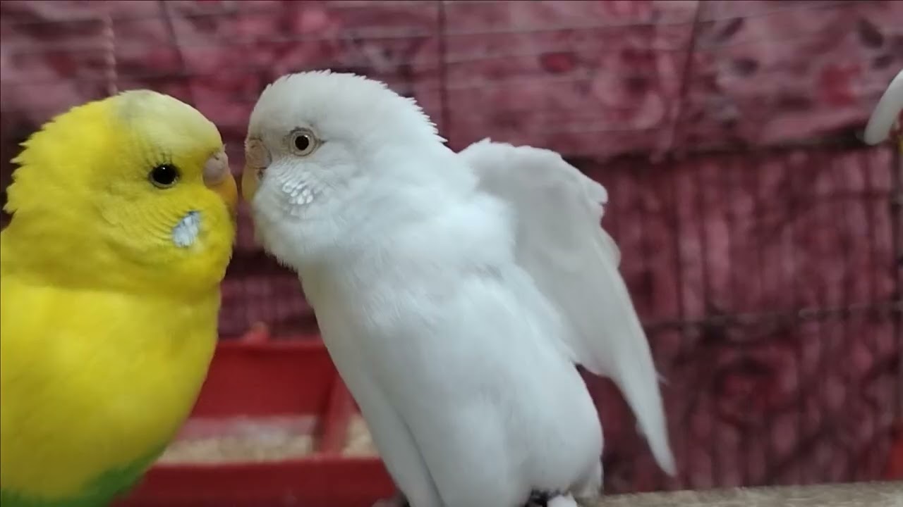 Budgies Point 