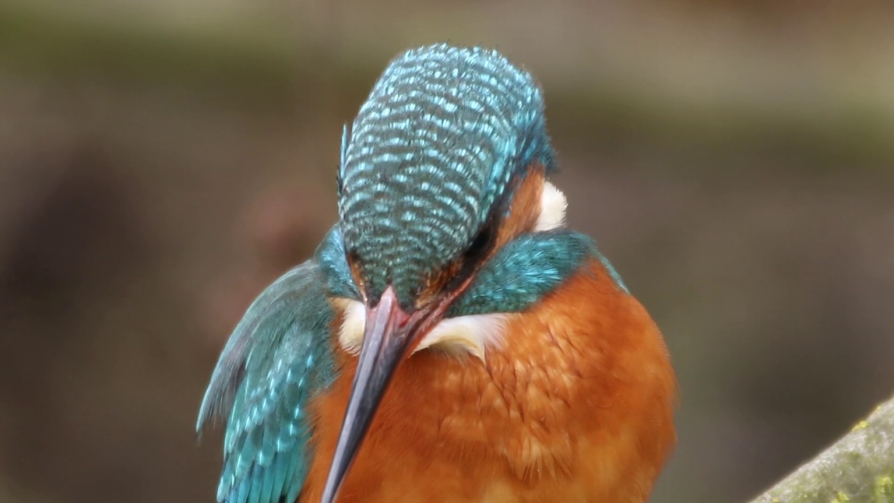 Porträt Eisvogel. Ein Film von Arno Werner