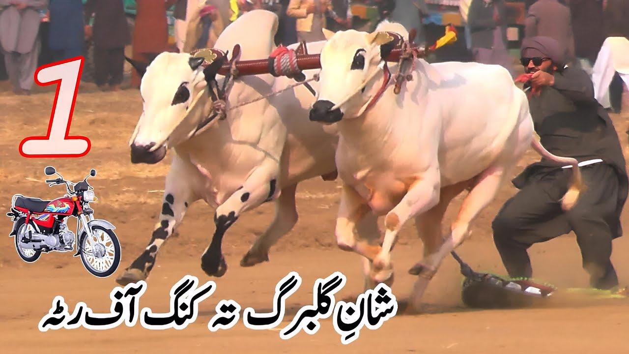 Highlights | Bull Race In Pakistan Qaze Jee | 15 12 2025