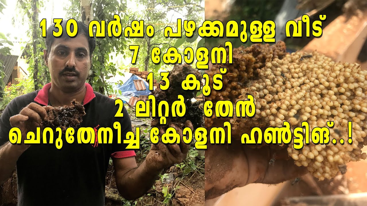 130 വര്‍ഷം പഴക്കമുള്ള വീട്ടില്‍ നിന്നും തേന്‍ എടുക്കുന്നു | Cherutheneecha colony hunting