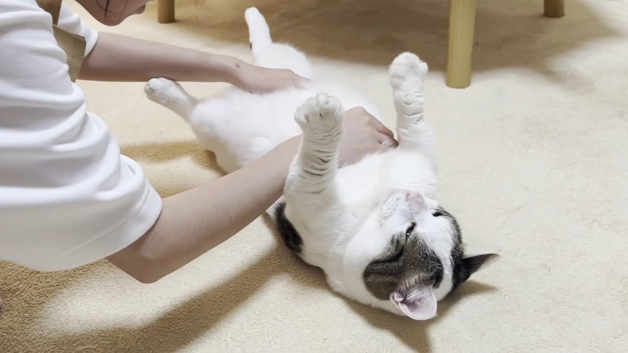 娘に揉みくちゃにしてほしくてお腹を差し出す猫