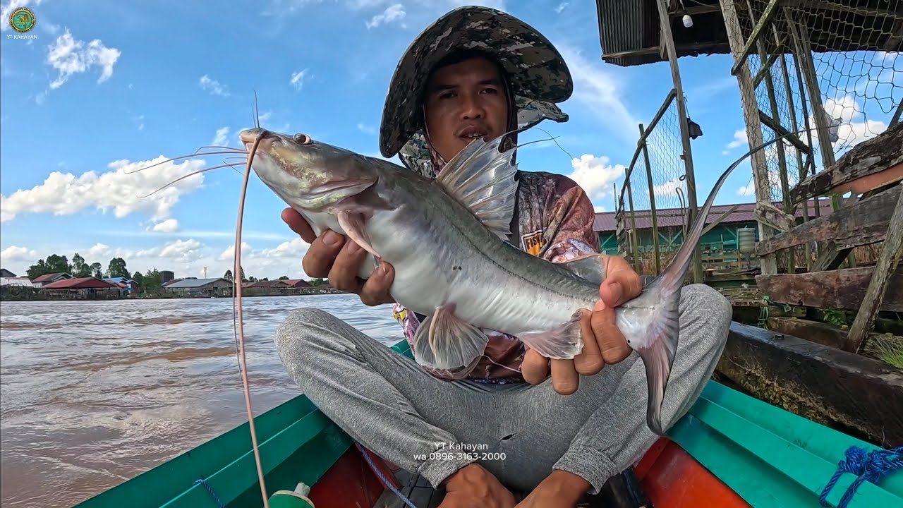 Ng33RRIII MANCING BAUNG !! JERITAN HEBAT BAUNG JUMBO
