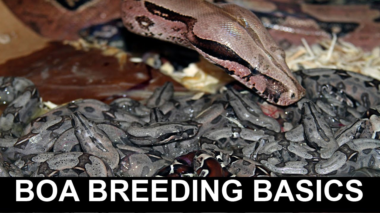 Boa Breeding Basics