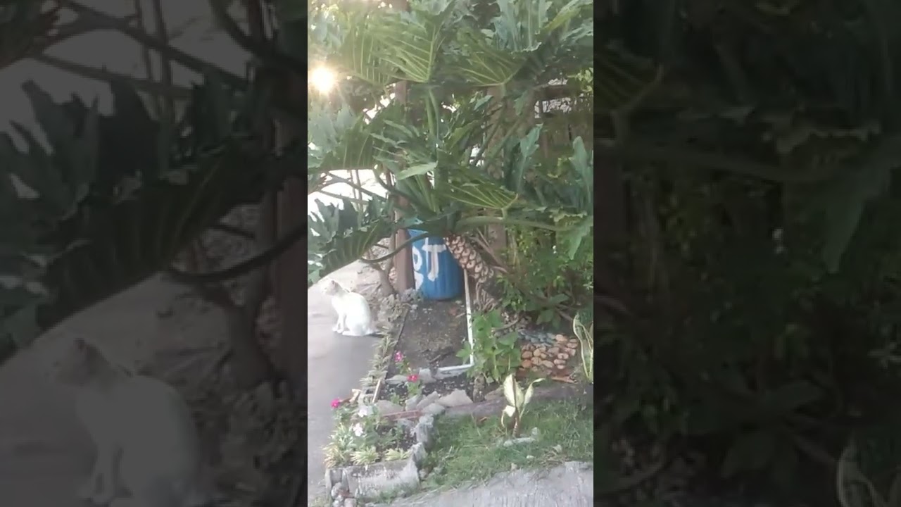 The Giants Plantitos, 🌴🌴🌴🌴🌴