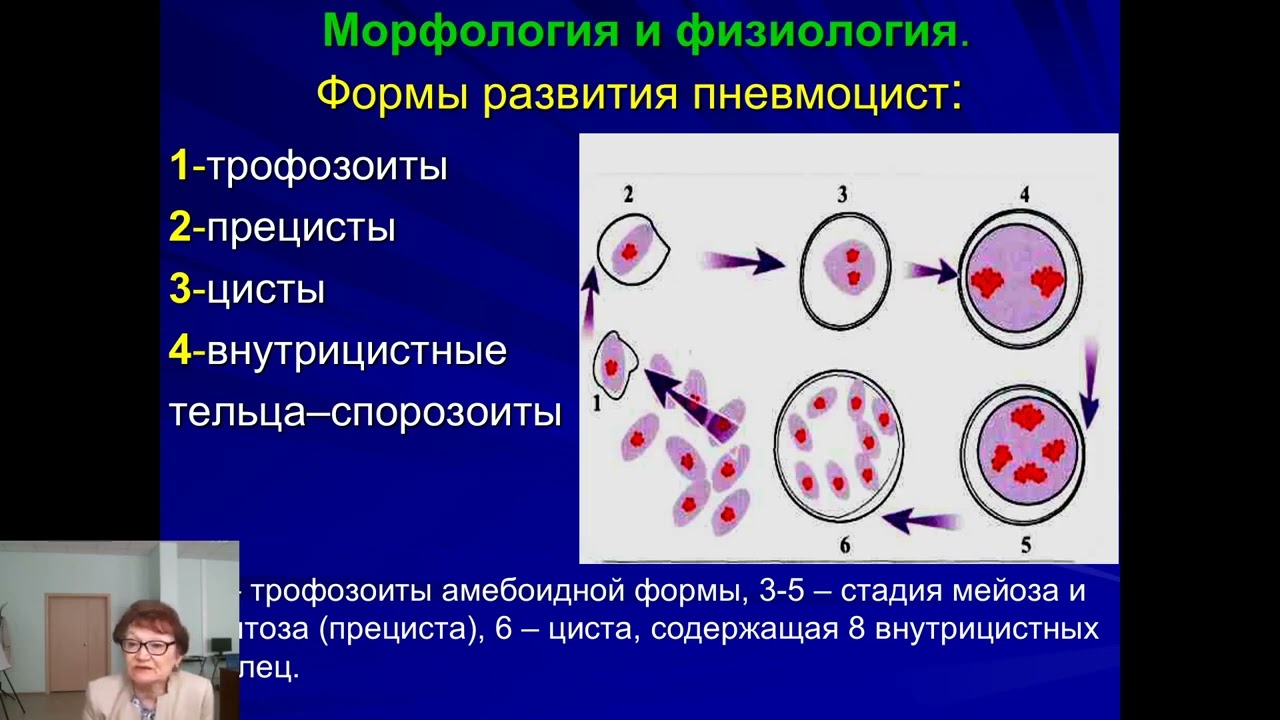 Новикова Л  В  Микроскопические грибы – возбудители оппортунистических микозов