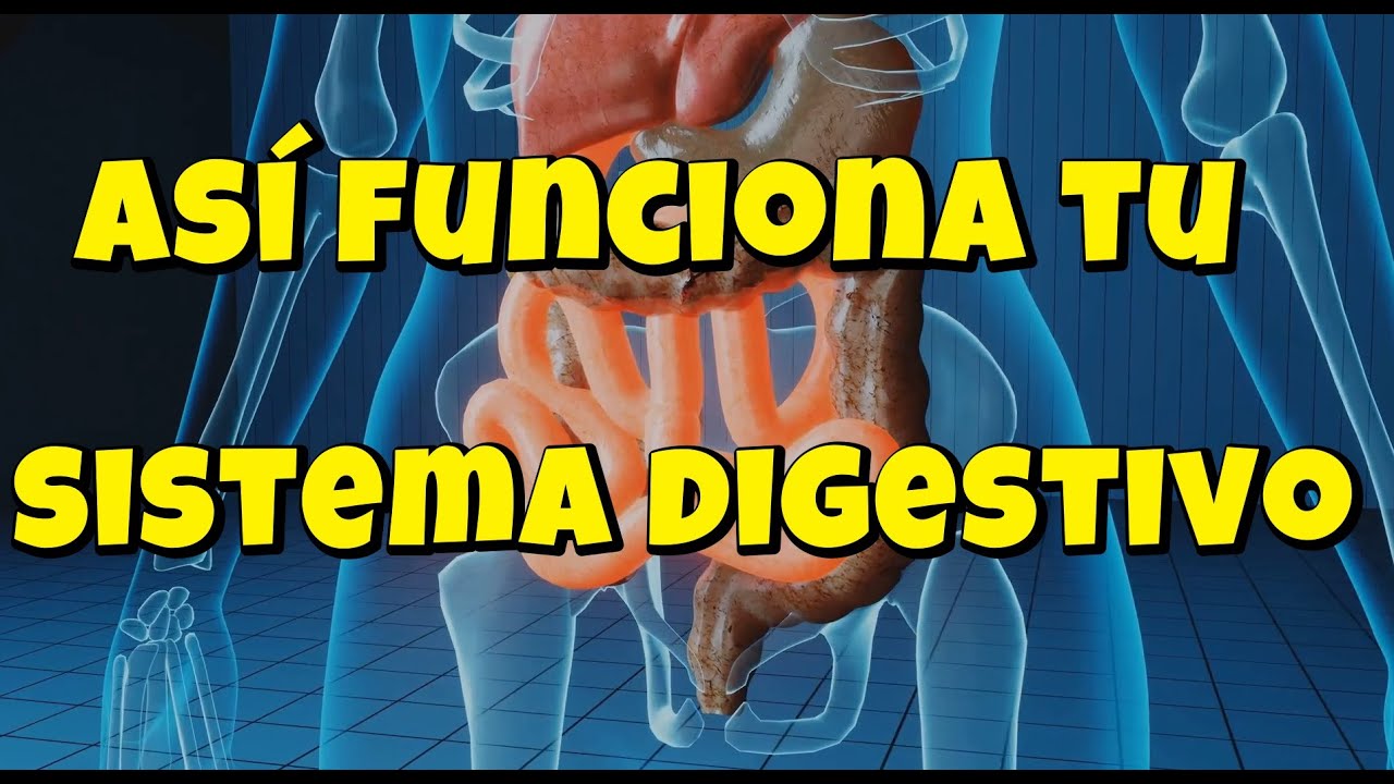 SISTEMA DIGESTIVO. introducción, funcionamiento y cuidados