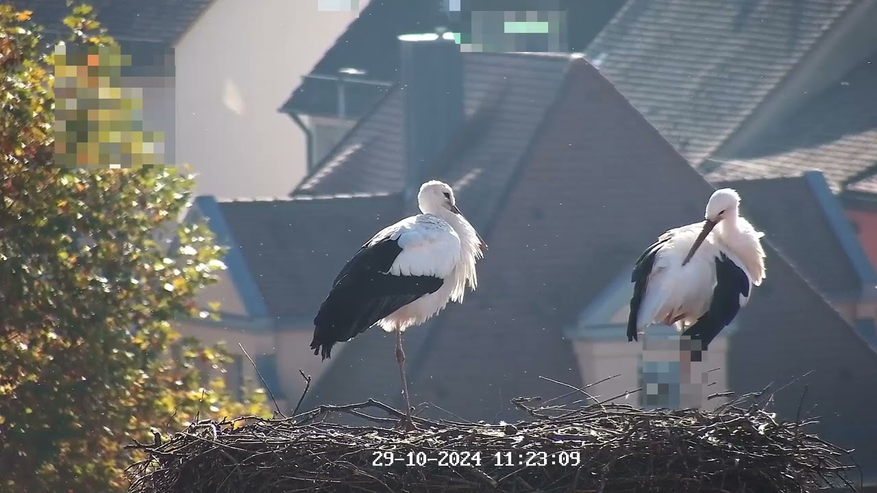 29.10.2024 Federpflege in der  Herbstsonne