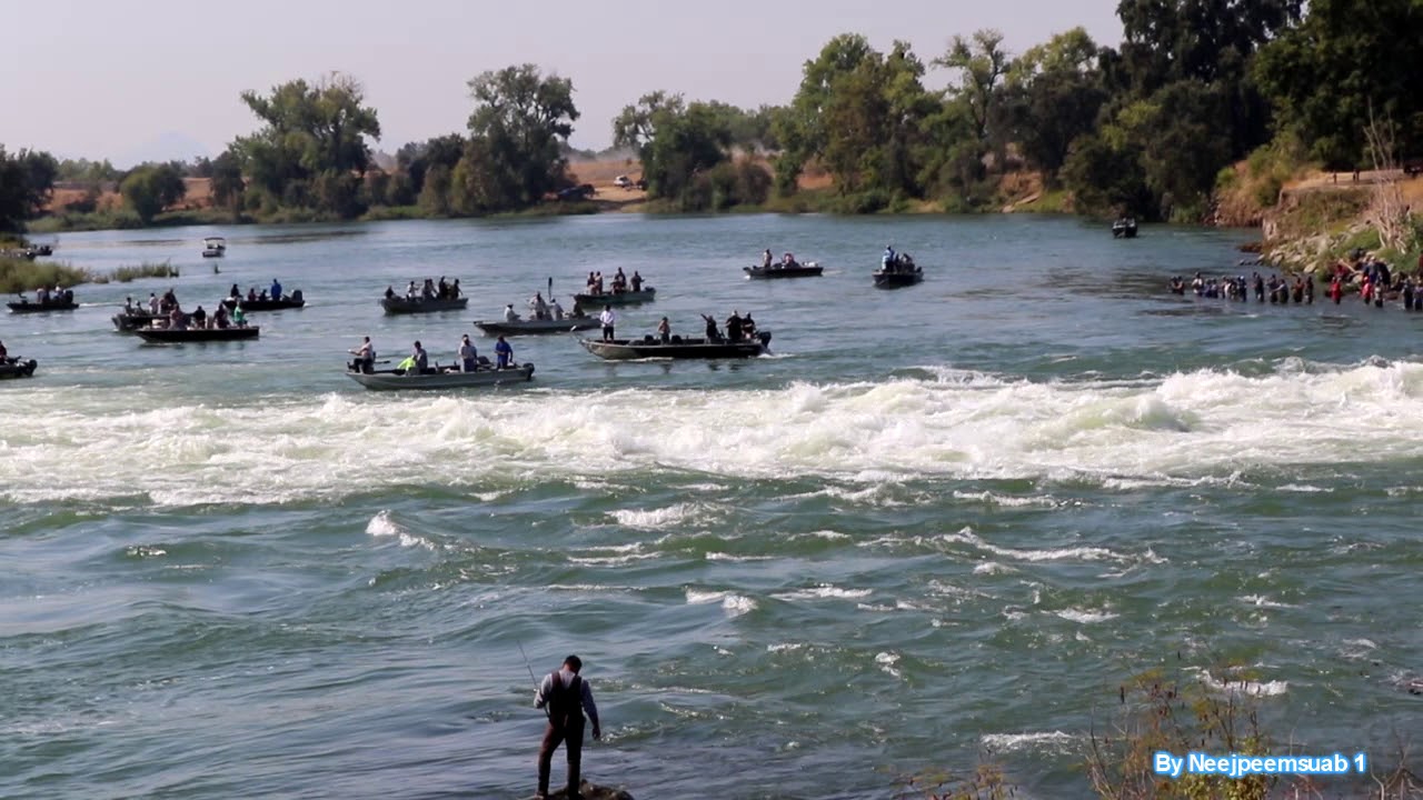 Salmon in Oroville