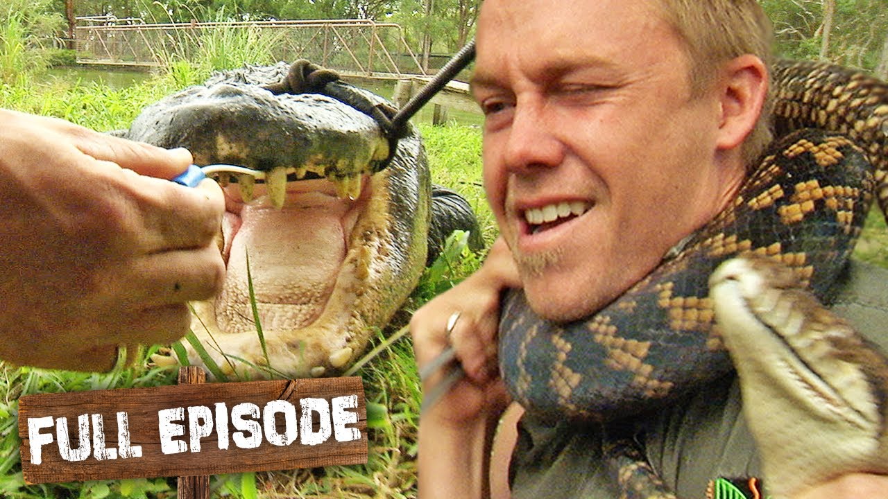 Swabbing the Mouths of Some Cranky Patients 🐊🐍 | The Wild Life of Tim Faulkner S1 Ep 6 | Untamed
