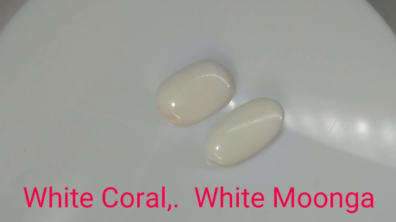 White Coral,  White Moonga, RatanSansaar