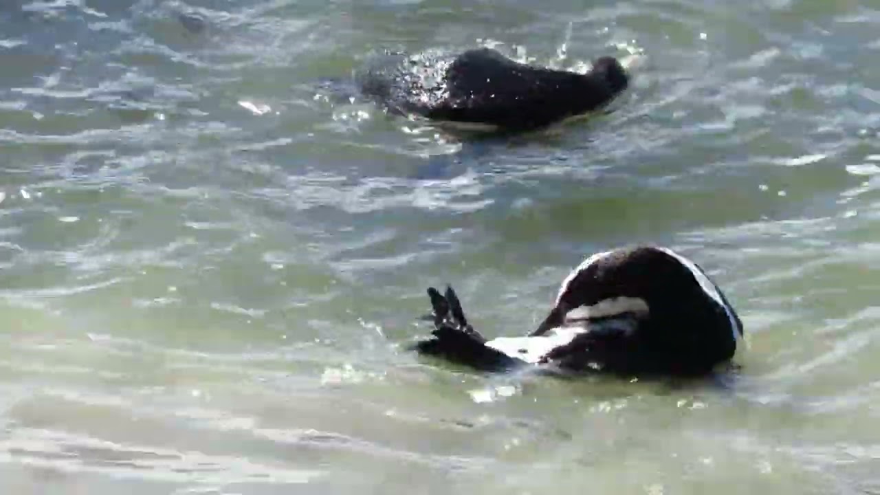 African Penguin colony | Betty's Bay Western Cape