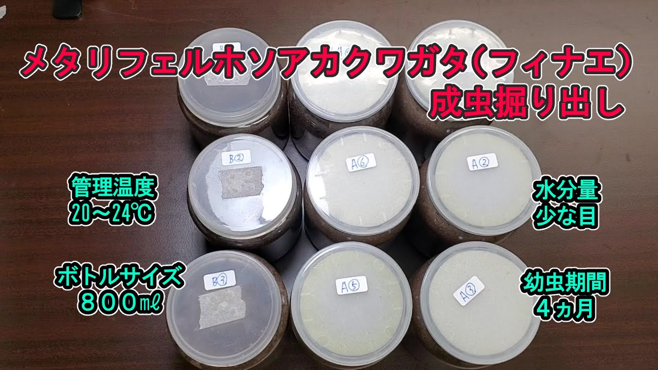 メタリフェルホソアカクワガタ　フィナエ　掘り出し　乾燥したボトルから何ミリの個体が羽化しているのか！