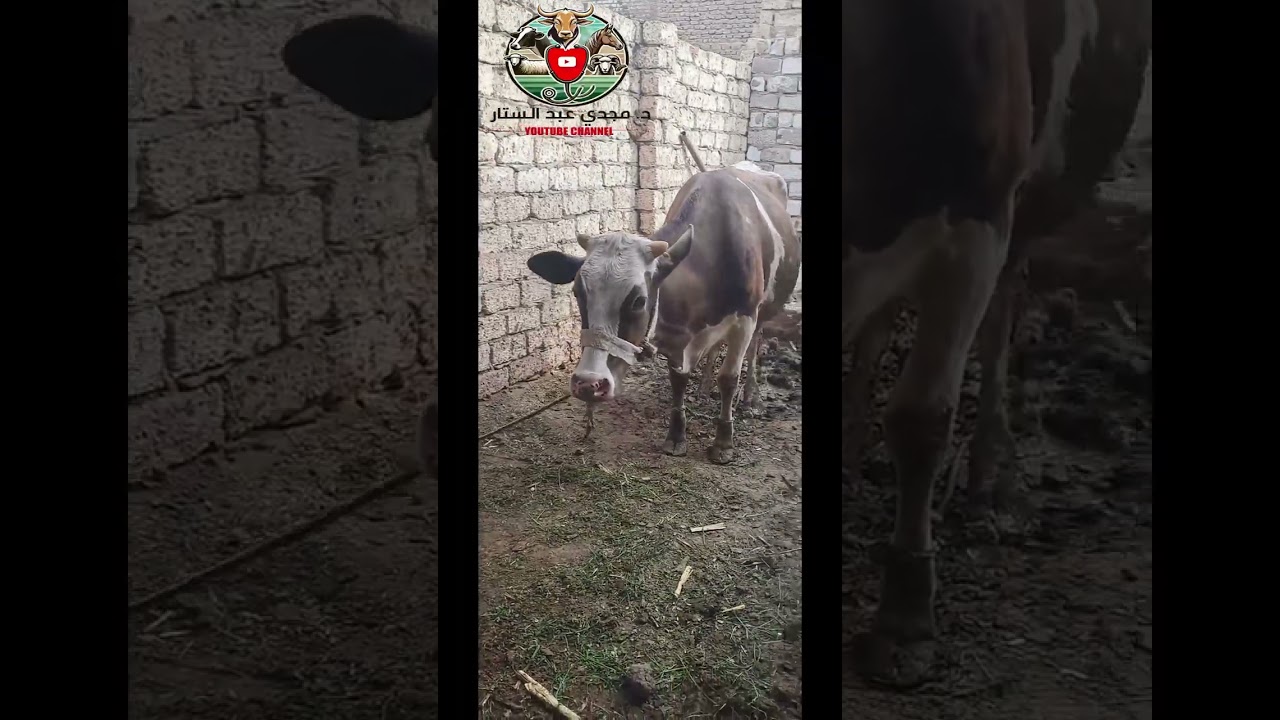 انقاذ البقره من الاسهال المدمم